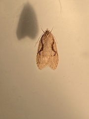 Semioscopis packardella