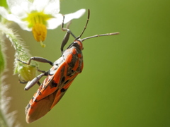 Spilostethus furcula