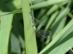 Ischnura elegans