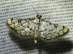 Hileithia rehamalis