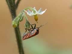 Spilostethus furcula