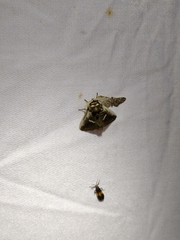 Podalia intermaculata