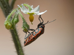 Spilostethus furcula