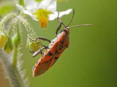 Spilostethus furcula