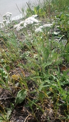Achillea millefolium