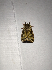 Dirphiopsis epiolina