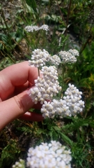 Achillea millefolium