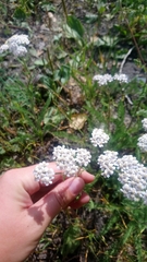 Achillea millefolium
