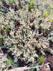Cladonia phyllophora