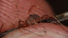 Lophopilio palpinalis
