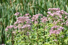 Eutrochium maculatum maculatum