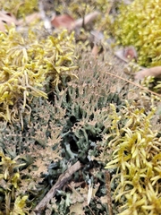 Cladonia phyllophora