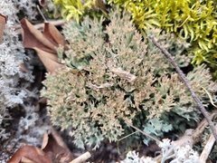 Cladonia phyllophora