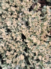 Cladonia phyllophora