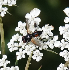 Leucostomatini