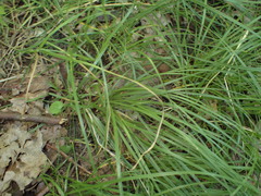 Carex brizoides