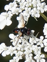 Leucostomatini