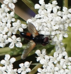Leucostomatini