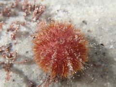 Amblypneustes elevatus