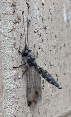 Ululodes quadripunctatus