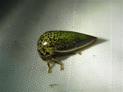 Stictopelta marmorata
