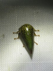 Stictopelta marmorata