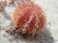 Amblypneustes elevatus