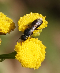 Hylaeus nigritus