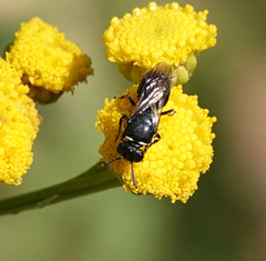 Hylaeus nigritus