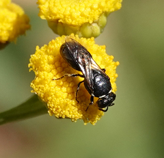 Hylaeus nigritus