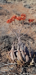 Aloe hereroensis