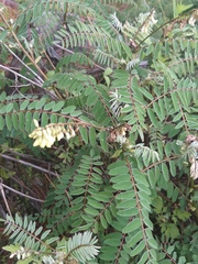 Astragalus chlorostachys
