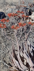 Aloe hereroensis