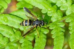 Temnostoma bombylans