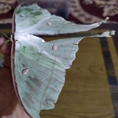 Actias selene