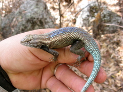 Sceloporus licki