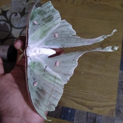 Actias selene