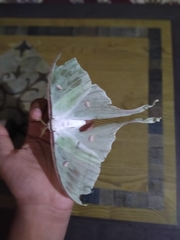 Actias selene
