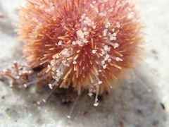 Amblypneustes elevatus