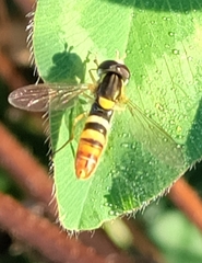 Sphaerophoria sulphuripes