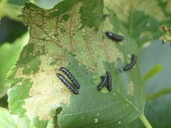 Agelastica alni