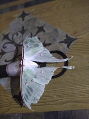 Actias selene
