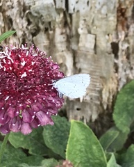 Celastrina argiolus