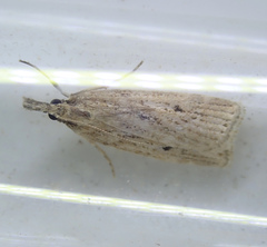 Eudonia pallida