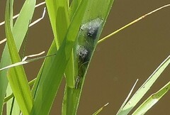 Tetragnatha