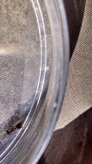 Insecta