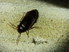 Hymenorus