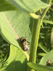 Bombus borealis image
