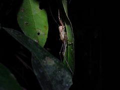 Monocerophora