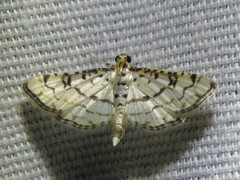 Hileithia rehamalis